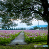 秋桜園 ５