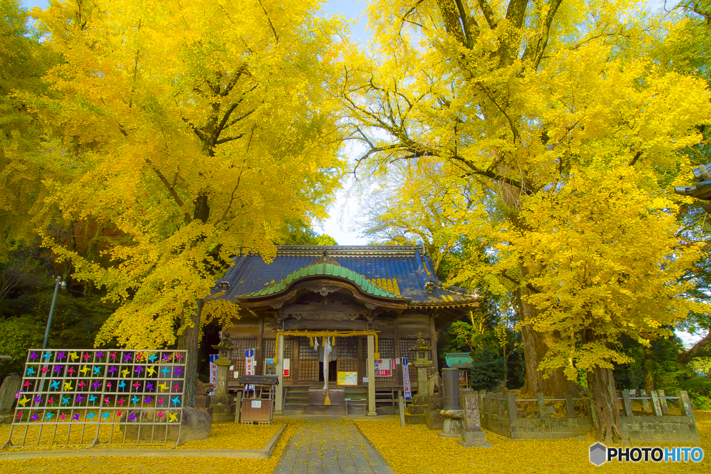 2025年 黄色く染った綾部神社 6
