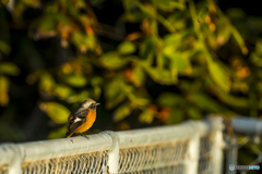 2025年 池の住人達　5