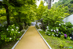 呑山観音寺の紫陽花 ６
