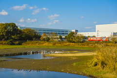 2024年 ヘラサギのいる風景