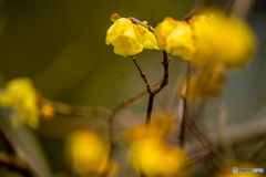 2026年 石橋文化センター散策 13