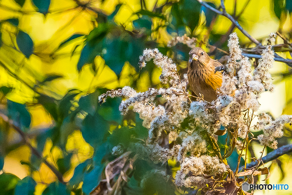2026年 ベニマシコ 5