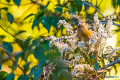 2026年 ベニマシコ 5
