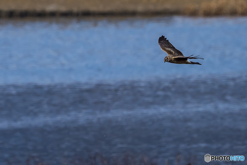貯水池の野鳥達　５