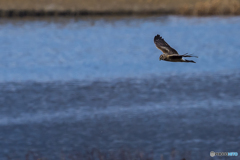 貯水池の野鳥達　５