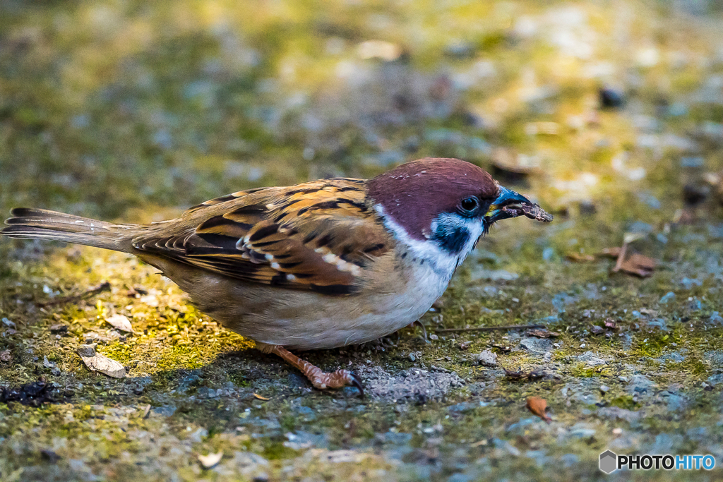 2026年 石橋文化センター散策 1