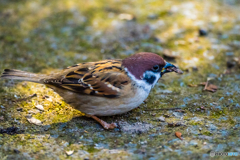 2026年 石橋文化センター散策 1