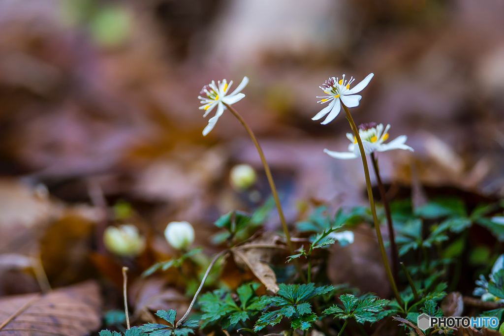 2026年 梅花黄蓮 9