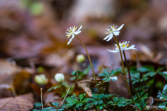 2026年 梅花黄蓮 9
