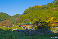 2025年 紅葉の九大線 4