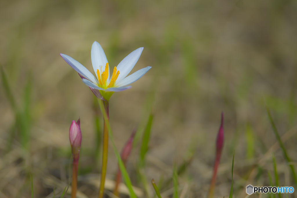 2025年 金立公園に咲く花 1