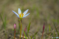 2025年 金立公園に咲く花 1 2025年 金立公園に咲く花 1