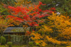 2024年 仁比山神社の紅葉 ６