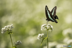 波野のそば畑 アオスジアゲハ