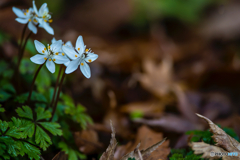 2026年 梅花黄蓮 6