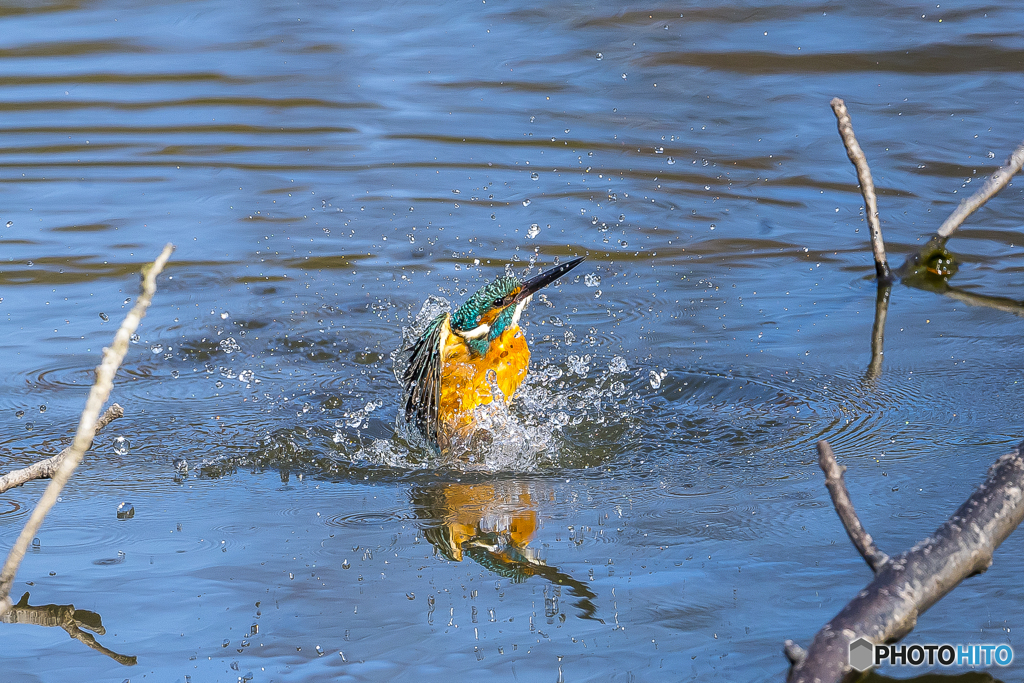 カワセミ水浴び１