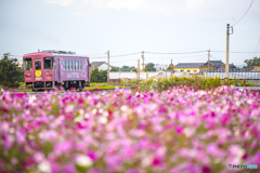 甘鉄 コスモス列車 ４
