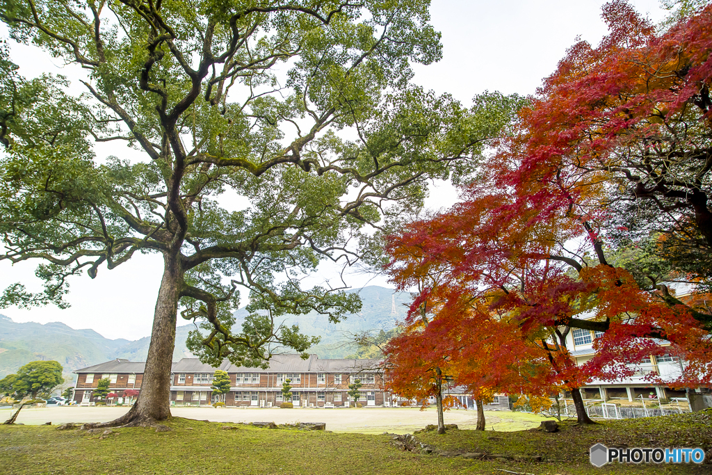 2024年 秋月城跡の紅葉 ６