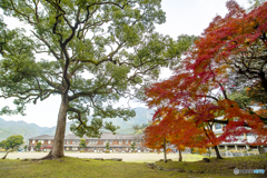 2024年 秋月城跡の紅葉 ６