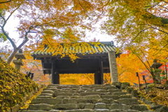 2024年 秋月城跡の紅葉 １
