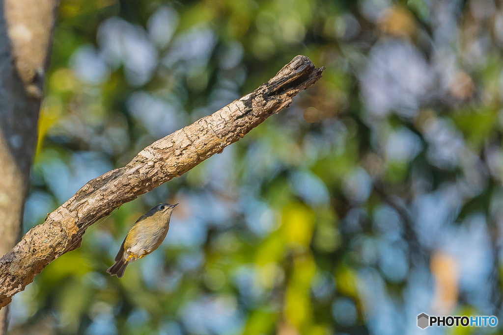 2026年　キクイタダキ　5