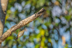 2026年　キクイタダキ　5