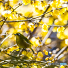 梅林寺のメジロ３