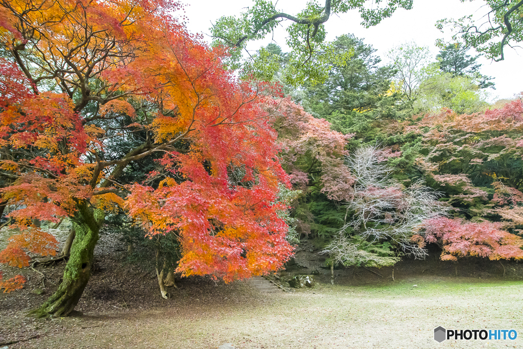 秋月城跡の紅葉６