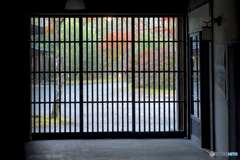 2025年 金鱗湖の紅葉 2