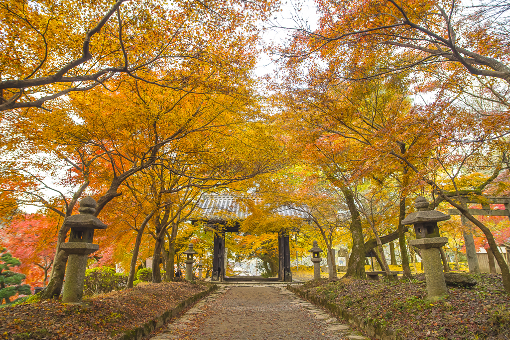 2024年 秋月城跡の紅葉 ３