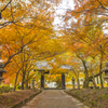 2024年 秋月城跡の紅葉 ３
