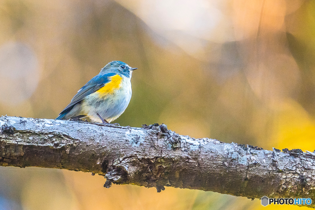 2026年 ルリビタキ 5