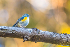 2026年 ルリビタキ 5