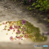 秋桜園 １０