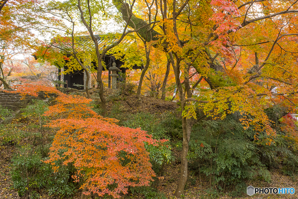 秋月城跡の紅葉２