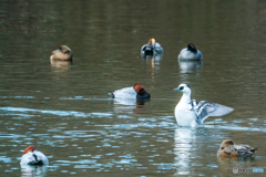 2026年 ミコアイサ 1