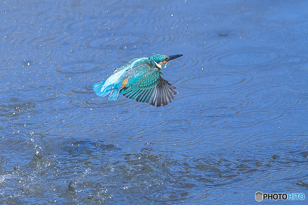 公園のカワセミ １２１