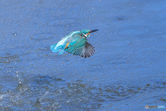 公園のカワセミ １２１