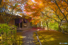 2025年 呑山観音寺の紅葉 8