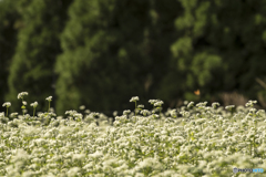 波野のそば畑