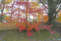 2025年 秋月の紅葉 3