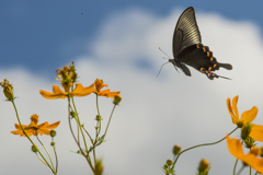 キバナコスモスとカラスアゲハ