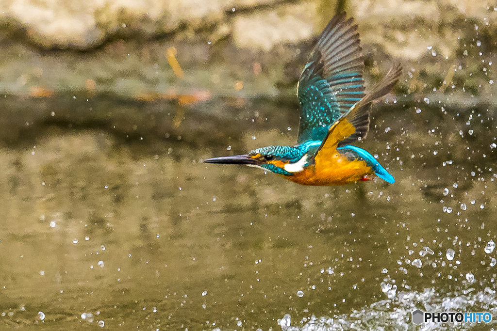 公園のカワセミ １２６
