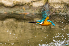 公園のカワセミ １２６