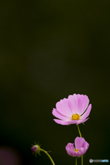 ヒゴタイ公園のコスモス４