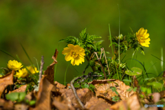 2026年 春の妖精達 福寿草 8
