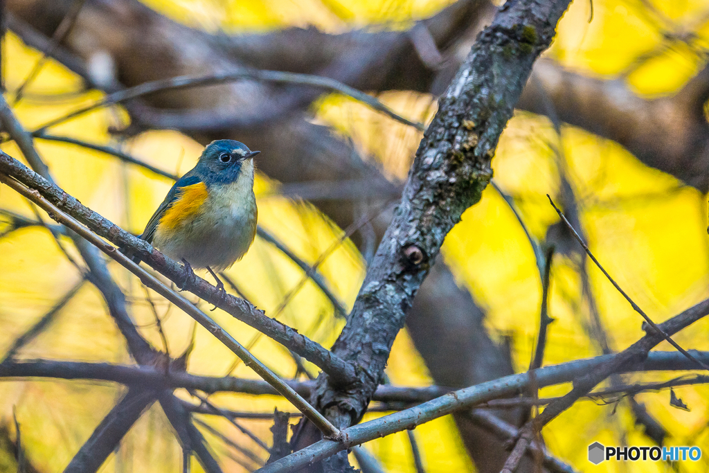 2026年 ルリビタキ 1