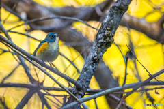 2026年 ルリビタキ 1