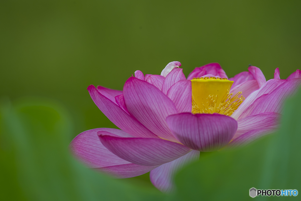 唐比蓮園 ８